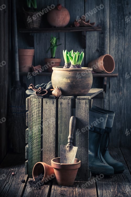 Preview: Young green crocus and old wooden shed