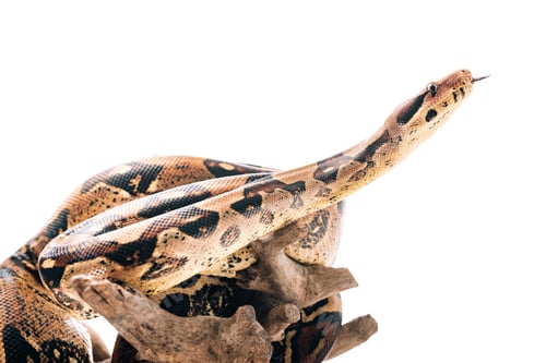 Preview: Selective focus of python with sticking out tongue on wooden snag isolated on white