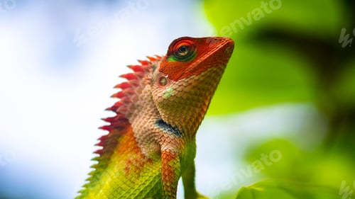 Preview: Colorful garden lizard close-up macro portraiture photo.