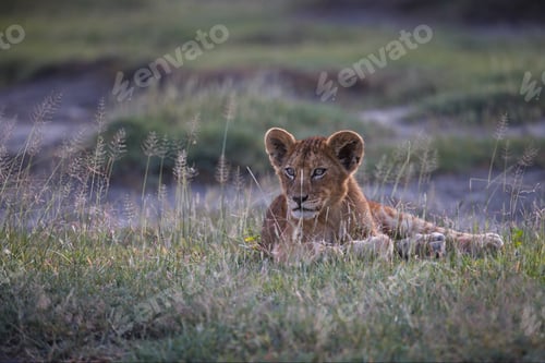 Preview: Lion lying on the grass in Savanna in Uganda