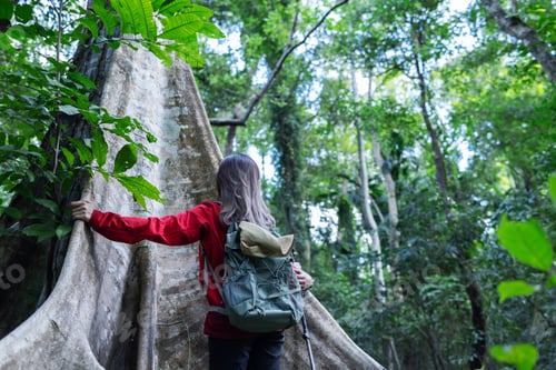 Preview: A solo hiker with a green backpack touches a massive tree trunk while exploring a lush forest.