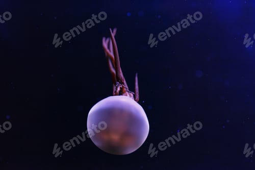 Preview: underwater photography of beautiful flame jellyfish rhopilema esculentum