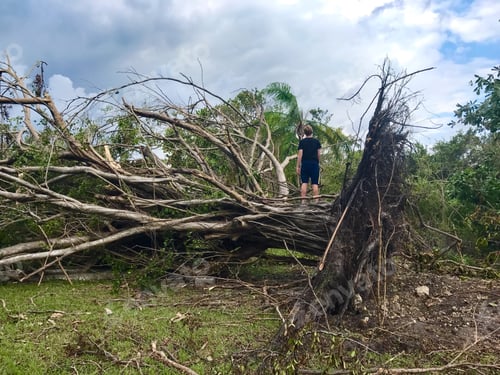 Preview: Downed trees as far as he can see.