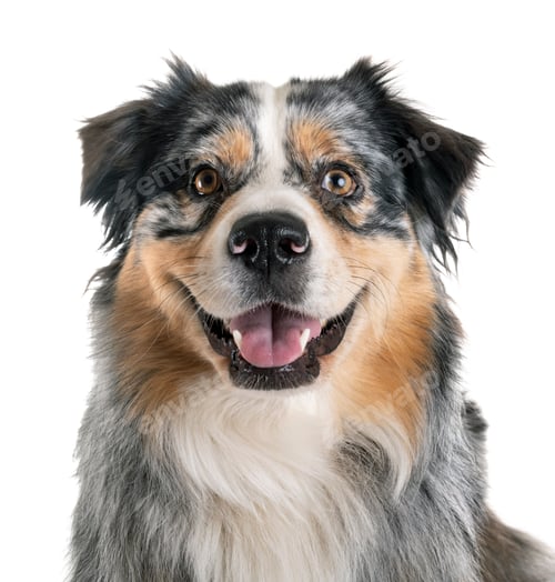 Preview: australian shepherd in studio