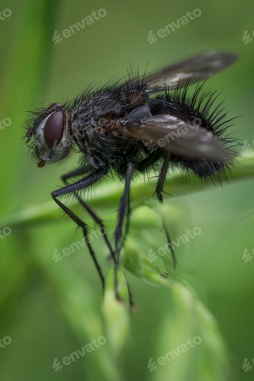 Preview: Closeup of a fly perched on a green grass stem, wings extended
