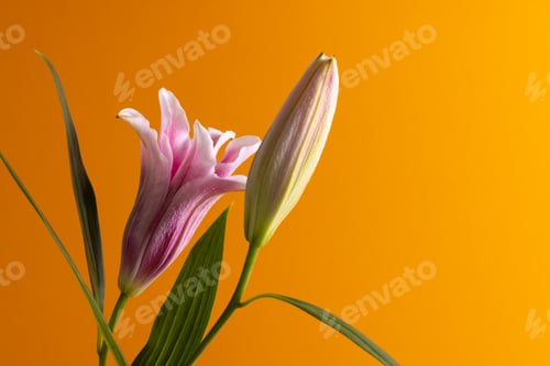 Preview: Pink lilies flower and copy space on orange background