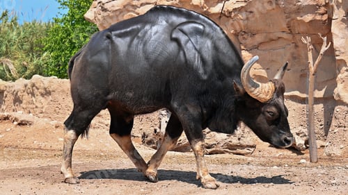 Preview: Bison in a zoo