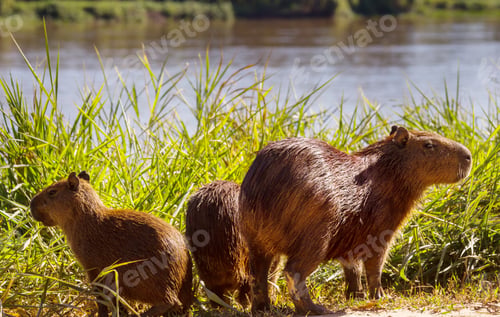 Vorschau: Wasserschweine