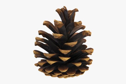 Detailed Pine Cone Prop