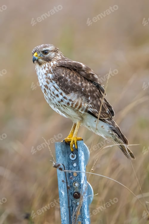 Preview: Hawk perched on a metal post in a natural setting with a blurred background.