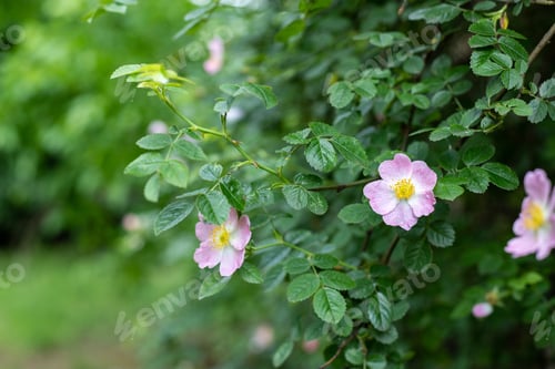 Preview: Dog rose Rosa canina light pink flowers in bloom, wild rose flower on a thorn bush