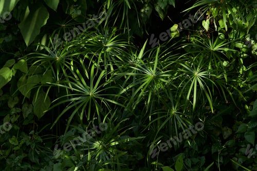 Preview: The green leaves with sunlight in the rainforest