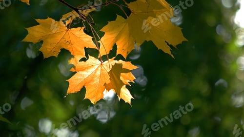 Preview: Yellow maple tree leaves.