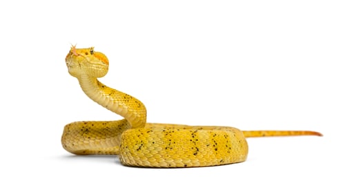 Vista previa: La víbora de pestañas es una víbora venenosa que mira a la cámara sobre un fondo blanco