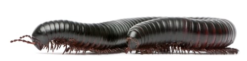 Preview: Millipede, Myriapoda, Spirostreptus giganteus, in front of white background