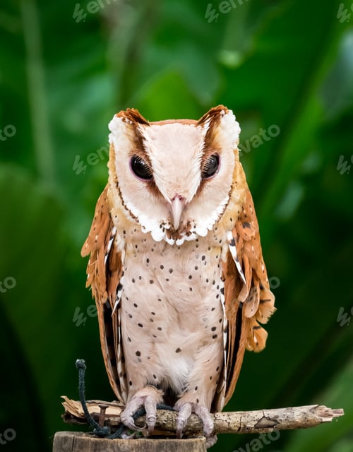 Preview: Portrait of an owl