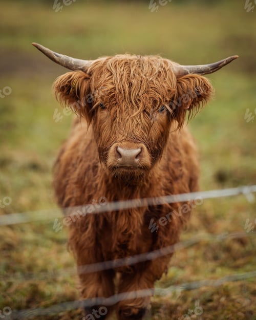 Preview: Highland cow with long shaggy hair standing behind a wire fence in a field. Drangedal, Norway