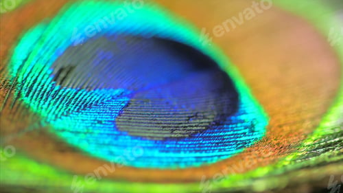 Preview: Peacock feather