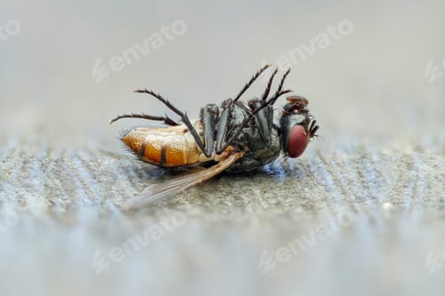 Preview: fly