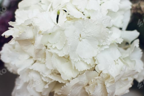 Preview: Beautiful white hydrangea flower close up. Happy mothers day or Valentines day