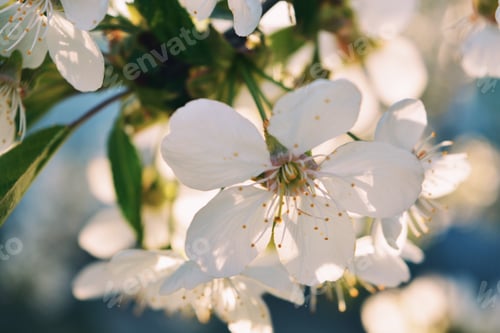 Preview: Bloming flowers