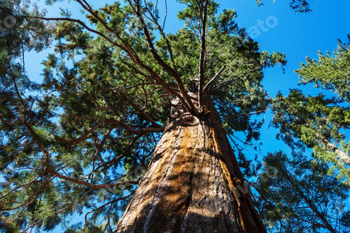 Preview: Sequoia