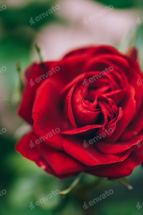Preview: Macro shot of garden rose
