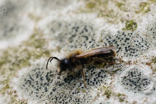Preview: Closeup on a male Large Sallow Mining Bee, Andrena apicata sitting on the trunk of a tree