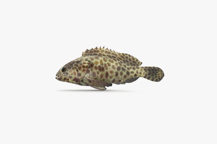 Visualização: Peixe Garoupa Coral