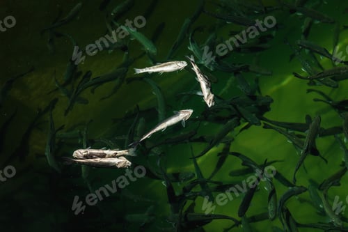 Preview: Closeup of dead juvenile fish surfaced on freshwater