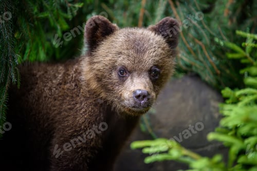 Preview: Baby brown bear cub in the forest. Animal in the nature habitat