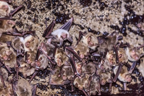 Preview: Groups of sleeping bats in cave