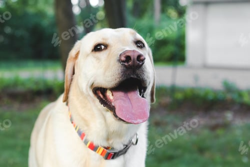 Preview: Happy yellow lab with his tongue sticking out looking at the camera in his backyard