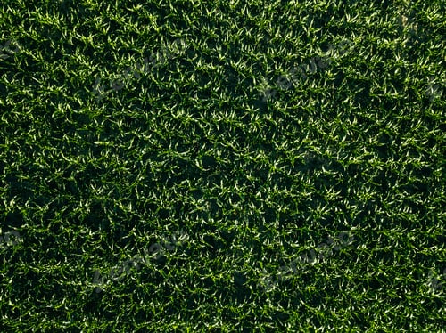 Preview: Aerial view of green corn field with row lines, top view from above
