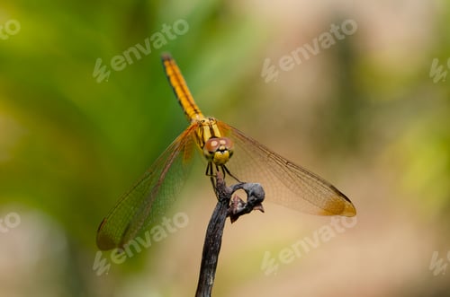 Preview: Close-up of a yellow dragonfly perched on a dried twig