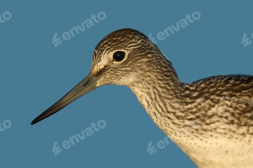 Preview: Common greenshank (Tringa nebularia)