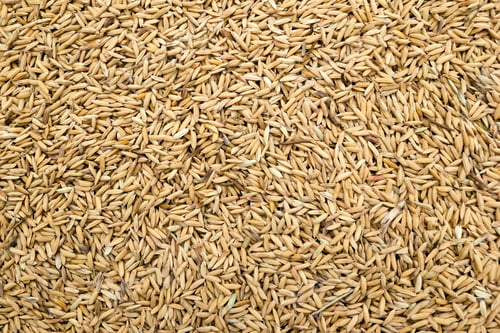 Preview: Wheat seeds close up for background. Top view.
