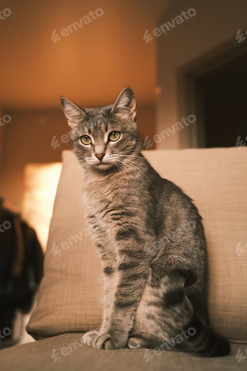 Preview: A domestic striped gray cat with yellow eyes sits on the couch.