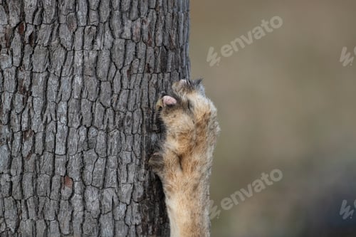 Preview: A close-up of a lion's, Panthera leo, claw on a tree.
