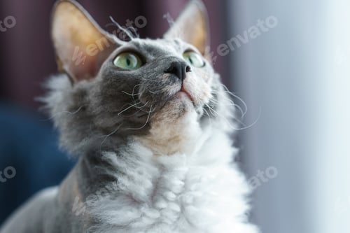 Preview: Portrait of Donskoy Sphynx cat at home