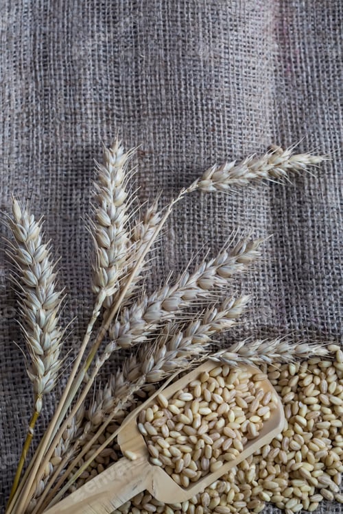 Preview: Wheat and wheat ears background. Food concept photo.