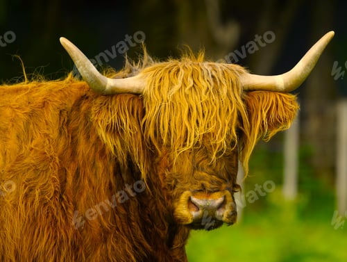 Preview: Solitary ox bull with impressive horns standing in lush green grass