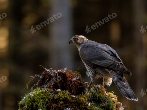 Preview: Male Goshawk perched on a tree stump in Scotland.