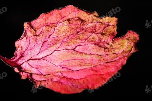 Preview: Dry Leaf Texture Abstract Background