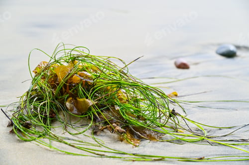 Preview: Things Found At The Beach And Sea Shore