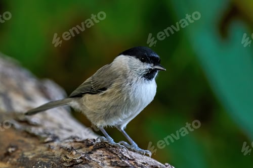 Preview: Marsh tit (Poecile palustris)