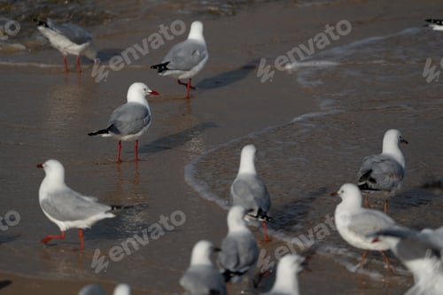 Preview: Seagulls