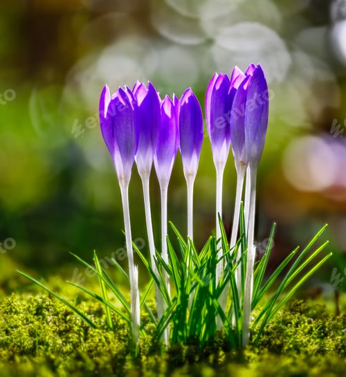 Preview: Macro of crocus flowers