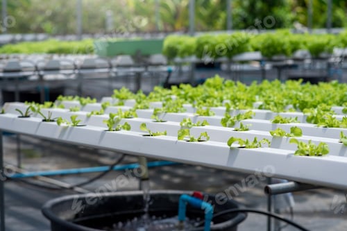 Preview: Hydroponics vegetable farm. Concept of growing organic vegetables and health food.