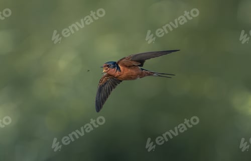 Preview: Black-and-rufous swallow about to catch an insect during the flight.